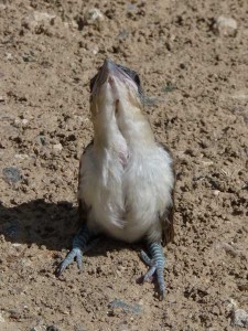 Cuclillo canelaC/Dark-billed CuckooC