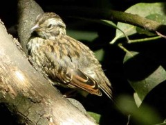 Chingolo/Rufous-collared Seedeater