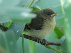 Corbatita comúnJ/Double-collared SeedeaterJ