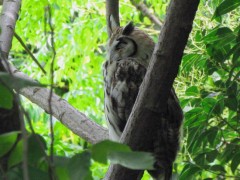 Lechuzón orejudo/Strpied Owl