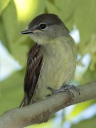 Anambé comúnJ/White-winged BecardJ