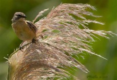 Cachilo canelaJ/Long-tailed Reed-FinchJ