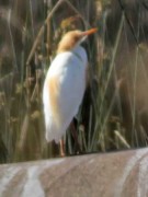 Garcita bueyera/Cattle Egret