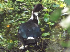 Pato criollo/Domestic Duck