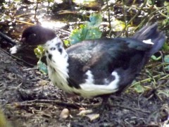 Pato criollo/Domestic Duck