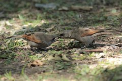 Tordo músicoR/Bay-winged CowbirdB