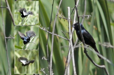 Volatinero/Blue-black Grassquit