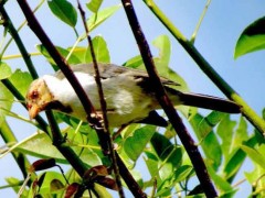 CardenillaJ/Yellow-billed CardinalJ