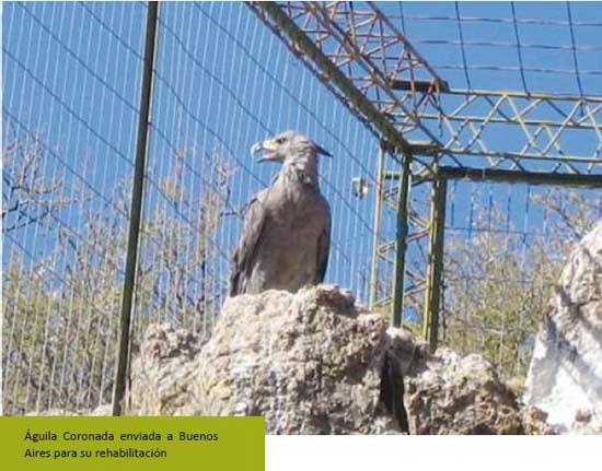 01-aguila-coronada-La-Flori