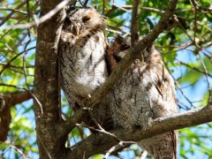 Alilicucu común/Tropical Screech-Owl