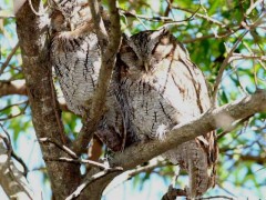 Alilicucu común/Tropical Screech-Owl