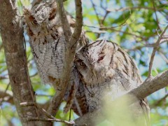 Alilicucu común/Tropical Screech-Owl