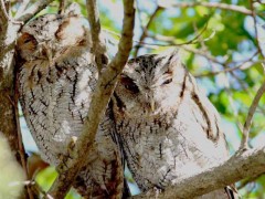 Alilicucu común/Tropical Screech-Owl