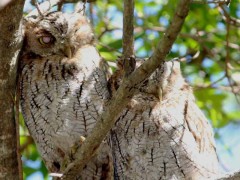 Alilicucu común/Tropical Screech-Owl