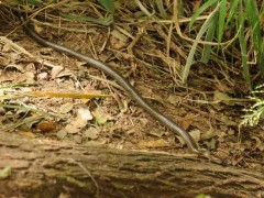 Culebra ratonera/Brown-mussurana