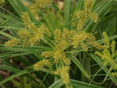 Cípero sp/Cyperus sp