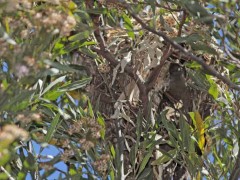 Anambé comúnR/White-winged BecardB