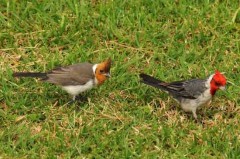 Cardenal comúnR/Red-crested CardinalB