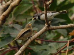 Corbatita comúnR/Double-collared SeedeaterB