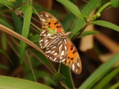 Espejitos/Gulf Fritillary