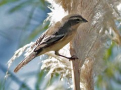 Monterita canela/Cinnamon Warbling-Finch