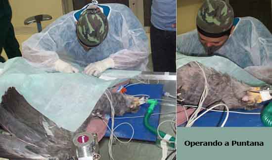operando