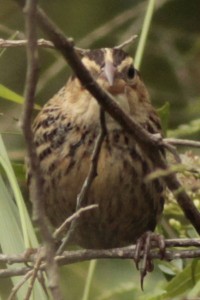 Pecho coloradoH/White-browed BlackbirdF