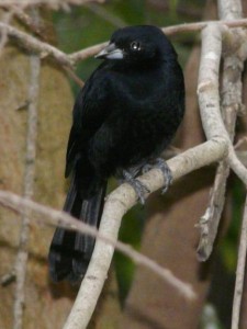 Frutero negro/White-lined Tanager