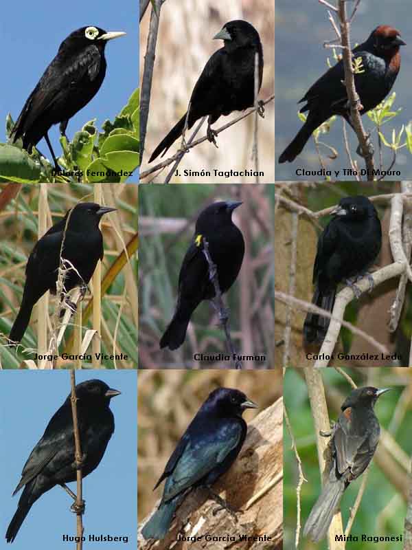 Reserva Ecologica Costanera Sur