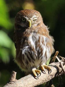 Caburé chico/Ferruginous Pygmy-Owl