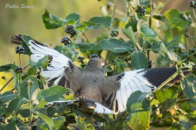 Calandria-real/White-banded Mockingbird