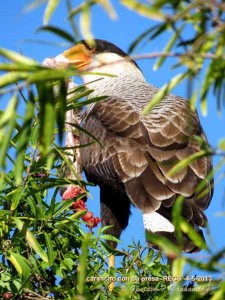 Carancho/Southern Caracara