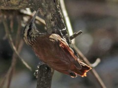 Chinchero chico/Narrow-billed Woodcreeper