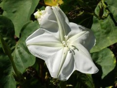 Dama de noche/Moonflower