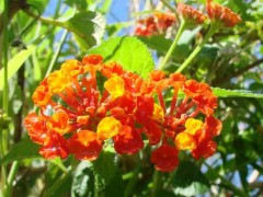 Lantana/Lantana