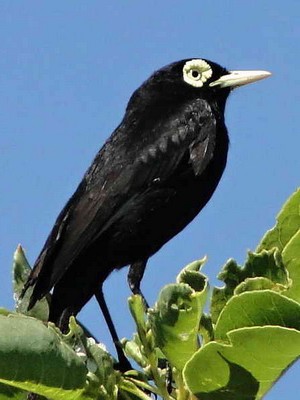 Pico de Plata/Spectacled Tyrant