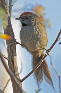 Pijuí plomizo/Spix's Spinetail