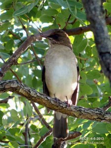 Zorzal chalchalero/Creamy-bellied Thrush