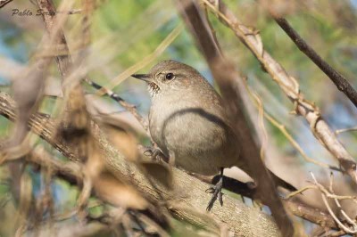 Canastero coludo/Sharp-billed Canastero