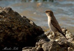 Dormilona cara negra/Dark-faced Ground-Tyrant