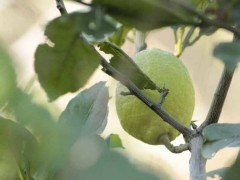 Limonero/Lemon tree