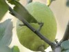 Limonero/Lemon tree
