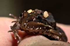 Rana criolla/Creole frog
