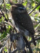 Caburé chico/Ferruginous Pygmy-Owl