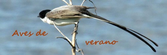 Aves de verano