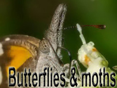 butterflies and mothes