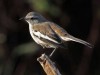 Calandria real/White-banded Mockingbird