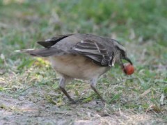 Calandria grandeD/Chalk-browed MockingbirdD