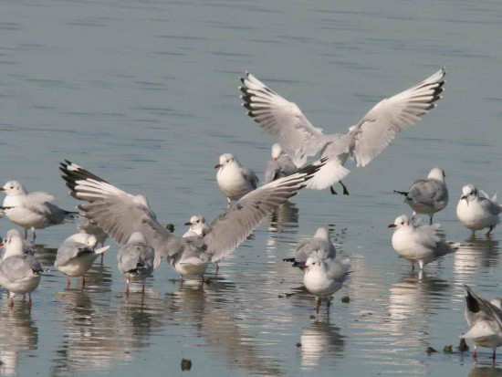 Gaviotas gris café/Brown and Grey-hooded Gulls