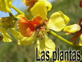 las plantas